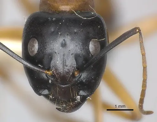 Camponotus consobrinus specimen CASENT0217633 image casent0217633_2