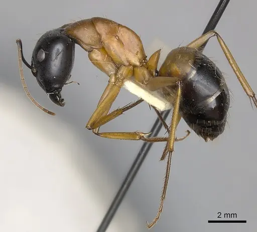 Camponotus consobrinus specimen CASENT0217633 image casent0217633_3