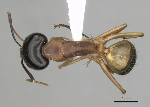 Camponotus consobrinus specimen CASENT0280193 image casent0280193_1