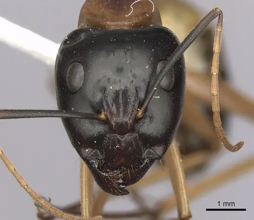 Camponotus consobrinus specimen CASENT0280193 image casent0280193_2