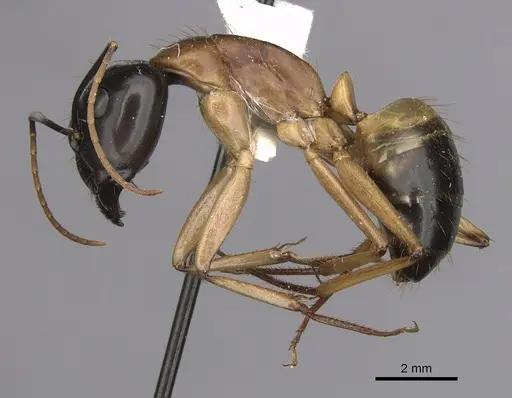 Camponotus consobrinus specimen CASENT0280193 image casent0280193_3