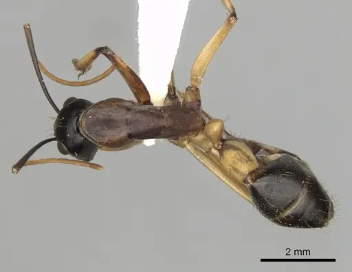 Camponotus consobrinus specimen CASENT0280194 image casent0280194_1