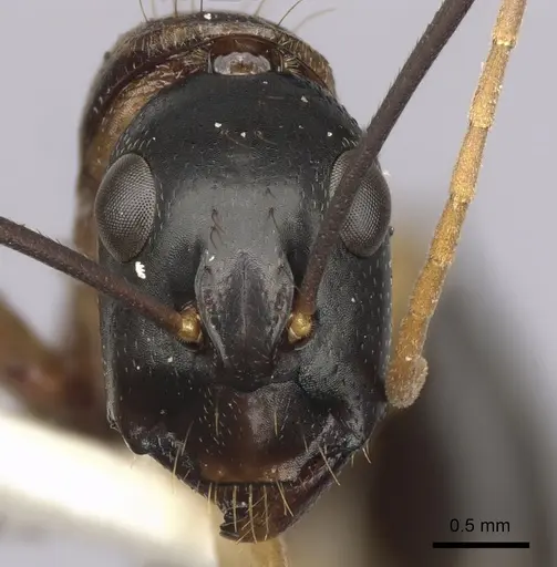Camponotus consobrinus specimen CASENT0280194 image casent0280194_2