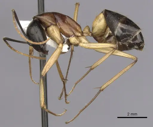 Camponotus consobrinus specimen CASENT0280194 image casent0280194_3