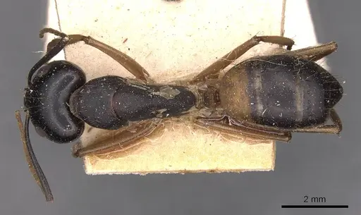 Camponotus consobrinus specimen CASENT0905236 image casent0905236_1
