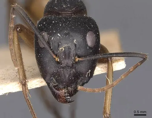 Camponotus consobrinus specimen CASENT0905236 image casent0905236_2