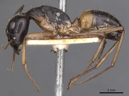 Camponotus consobrinus specimen CASENT0905236 image casent0905236_3