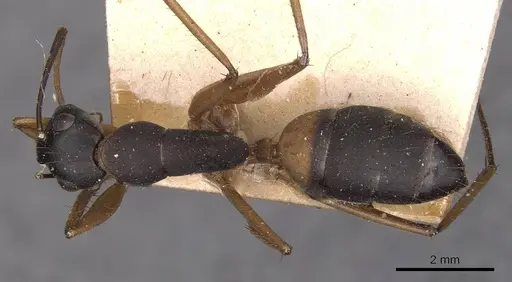 Camponotus consobrinus specimen CASENT0905237 image casent0905237_1