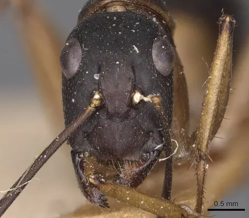 Camponotus consobrinus specimen CASENT0905237 image casent0905237_2