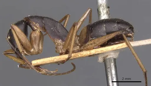 Camponotus consobrinus specimen CASENT0905237 image casent0905237_3