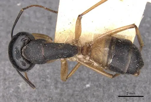 Camponotus consobrinus specimen CASENT0910307 image casent0910307_1