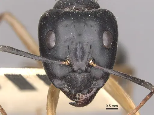 Camponotus consobrinus specimen CASENT0910307 image casent0910307_2