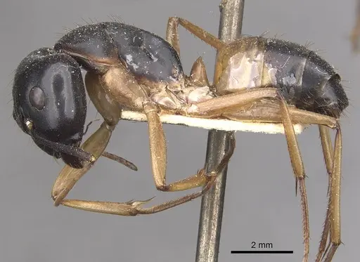 Camponotus consobrinus specimen CASENT0910307 image casent0910307_3