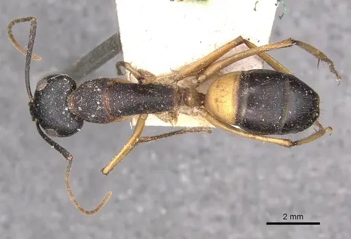Camponotus consobrinus specimen CASENT0910308 image casent0910308_1