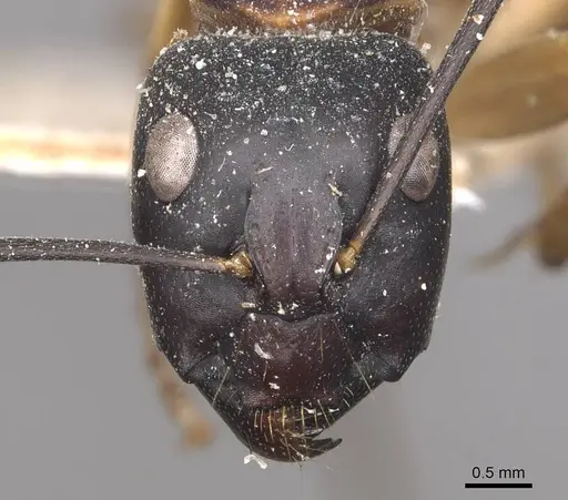 Camponotus consobrinus specimen CASENT0910308 image casent0910308_2