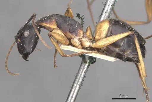 Camponotus consobrinus specimen CASENT0910308 image casent0910308_3