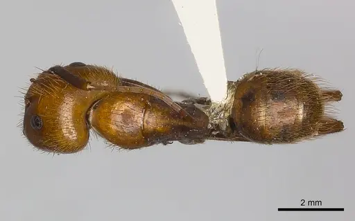 Camponotus conspicuus specimen CASENT0217634 image casent0217634_1