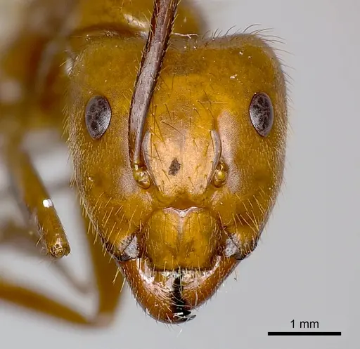 Camponotus conspicuus specimen CASENT0217634 image casent0217634_2