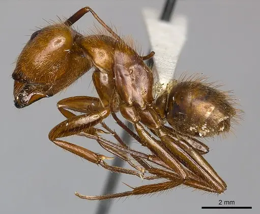 Camponotus conspicuus specimen CASENT0217634 image casent0217634_3