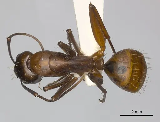 Camponotus conspicuus specimen CASENT0217635 image casent0217635_1