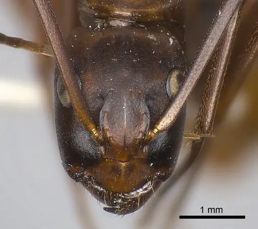Camponotus conspicuus specimen CASENT0217635 image casent0217635_2