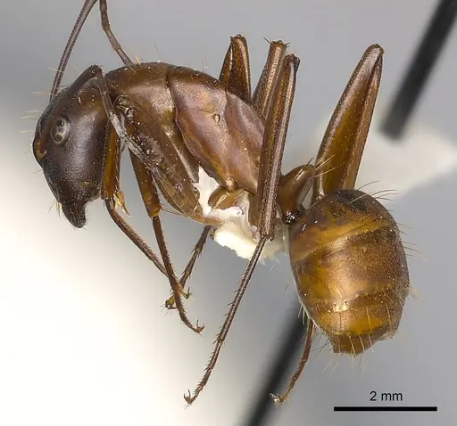 Camponotus conspicuus specimen CASENT0217635 image casent0217635_3