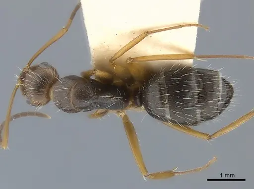 Camponotus conspicuus specimen CASENT0217636 image casent0217636_1