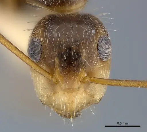 Camponotus conspicuus specimen CASENT0217636 image casent0217636_2