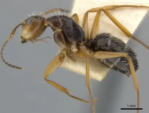 Camponotus conspicuus specimen CASENT0217636 image casent0217636_3