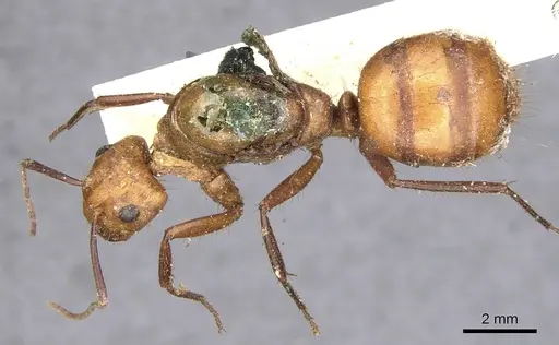 Camponotus conspicuus specimen CASENT0903652 image casent0903652_1