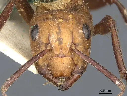 Camponotus conspicuus specimen CASENT0903652 image casent0903652_2