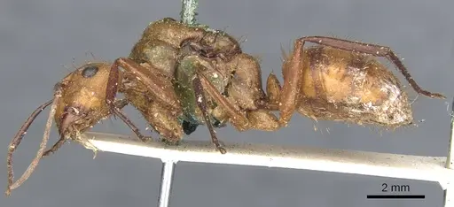 Camponotus conspicuus specimen CASENT0903652 image casent0903652_3