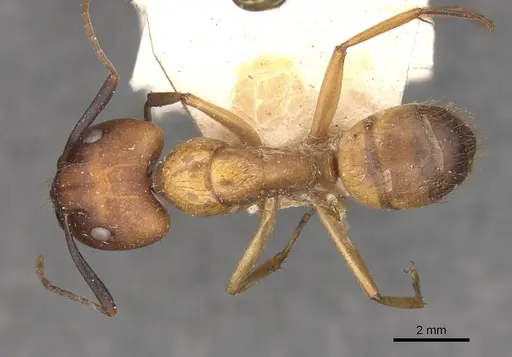 Camponotus conspicuus specimen CASENT0909987 image casent0909987_1