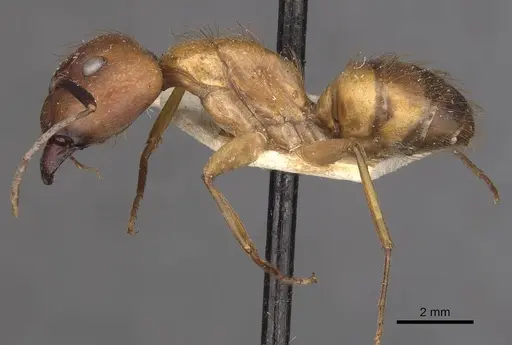 Camponotus conspicuus specimen CASENT0909987 image casent0909987_2