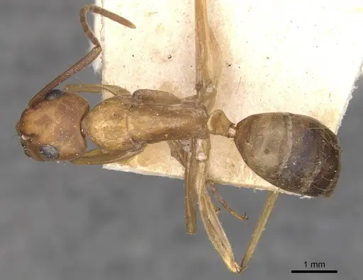 Camponotus conspicuus specimen CASENT0909988 image casent0909988_1