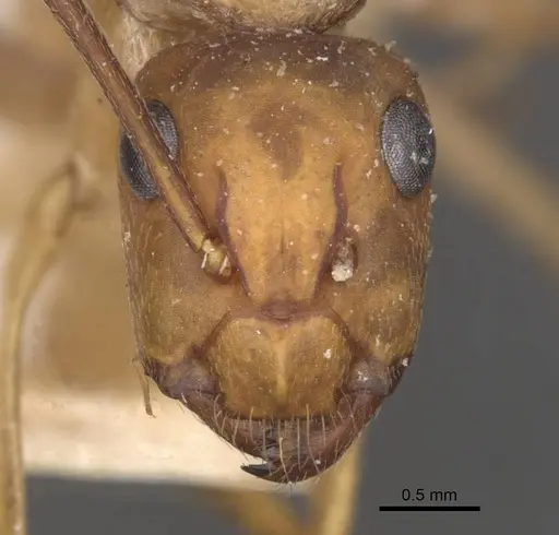 Camponotus conspicuus specimen CASENT0909988 image casent0909988_2
