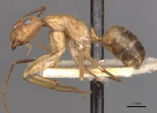 Camponotus conspicuus specimen CASENT0909988 image casent0909988_3