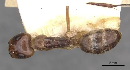 Camponotus conspicuus specimen CASENT0909989 image casent0909989_1
