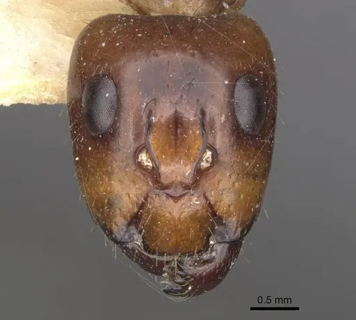 Camponotus conspicuus specimen CASENT0909989 image casent0909989_2