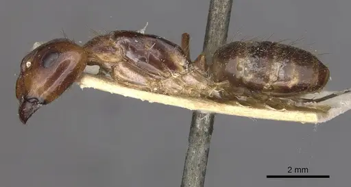 Camponotus conspicuus specimen CASENT0909989 image casent0909989_3