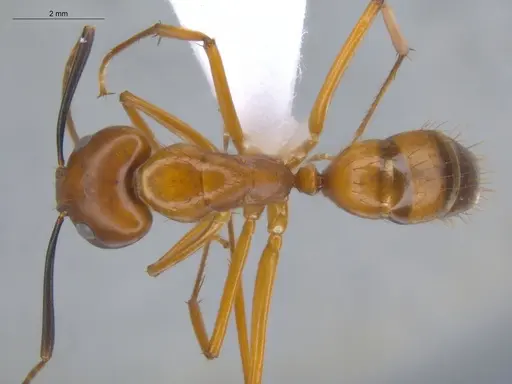 Camponotus conspicuus specimen ECOFOG-BOUM-0069-03 image ecofog-boum-0069-03_1