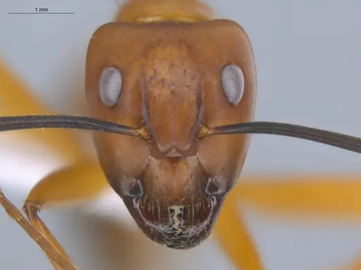 Camponotus conspicuus specimen ECOFOG-BOUM-0069-03 image ecofog-boum-0069-03_2