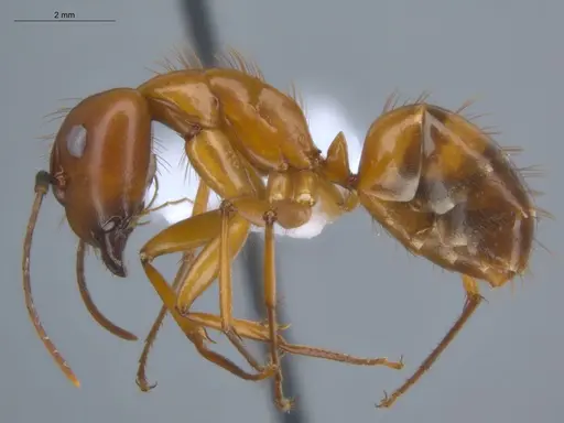 Camponotus conspicuus specimen ECOFOG-BOUM-0069-03 image ecofog-boum-0069-03_3