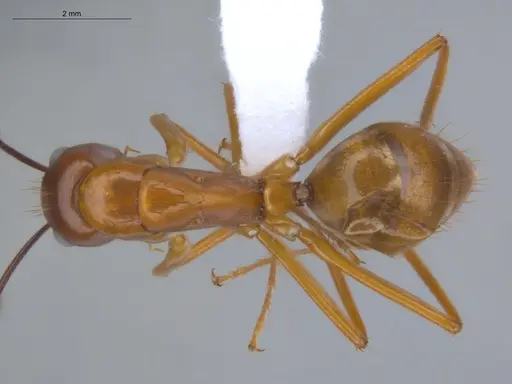 Camponotus conspicuus specimen ECOFOG-BOUM-0166-01 image ecofog-boum-0166-01_1