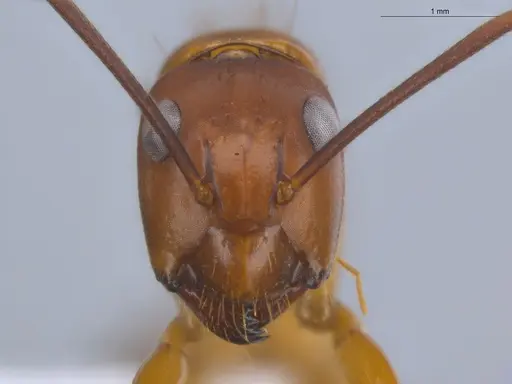 Camponotus conspicuus specimen ECOFOG-BOUM-0166-01 image ecofog-boum-0166-01_2