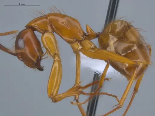 Camponotus conspicuus specimen ECOFOG-BOUM-0166-01 image ecofog-boum-0166-01_3