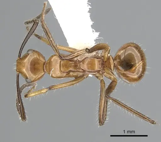 Camponotus constructor specimen CASENT0249402 image casent0249402_1