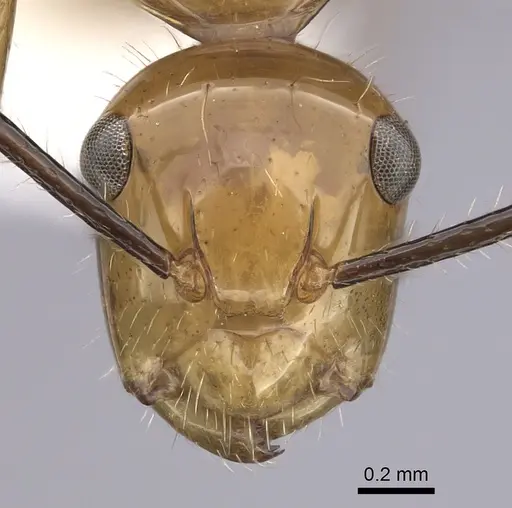Camponotus constructor specimen CASENT0249402 image casent0249402_2