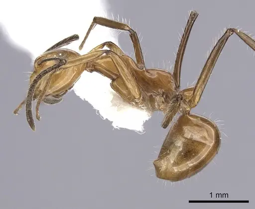 Camponotus constructor specimen CASENT0249402 image casent0249402_3
