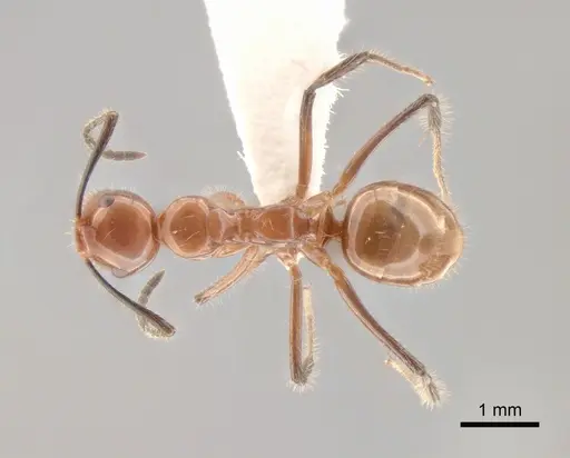 Camponotus constructor specimen CASENT0843418 image casent0843418_1